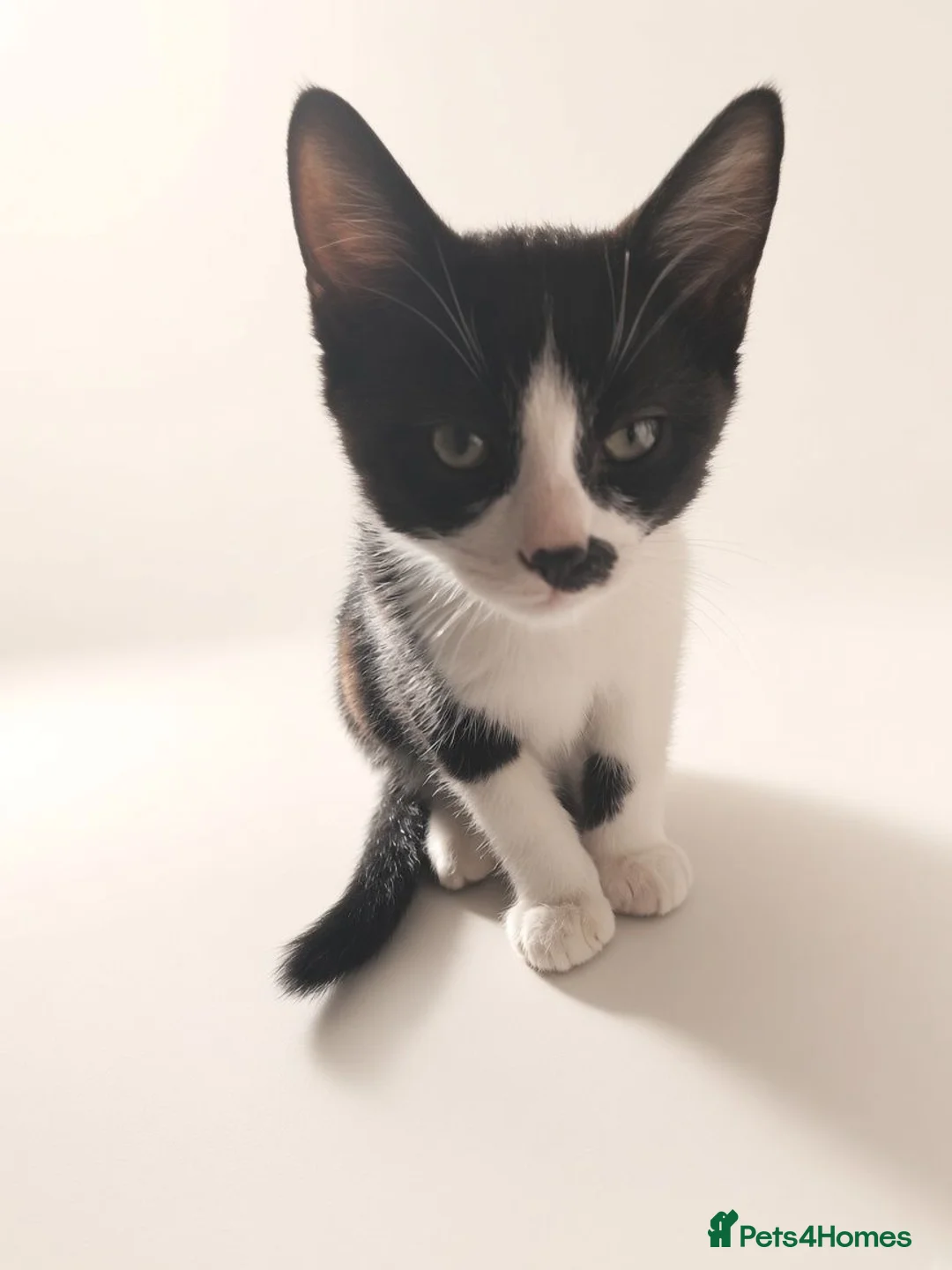 Aphrodite Giant cats for sale: Lovely kittens  - Advert 2