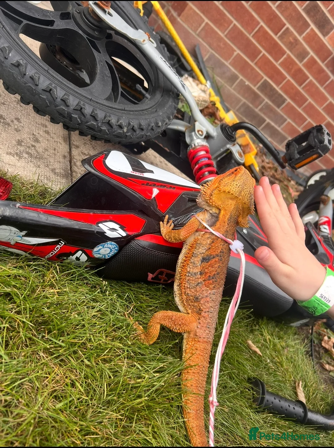 Bearded Dragon reptiles for sale: Bearded dragon - Advert 2