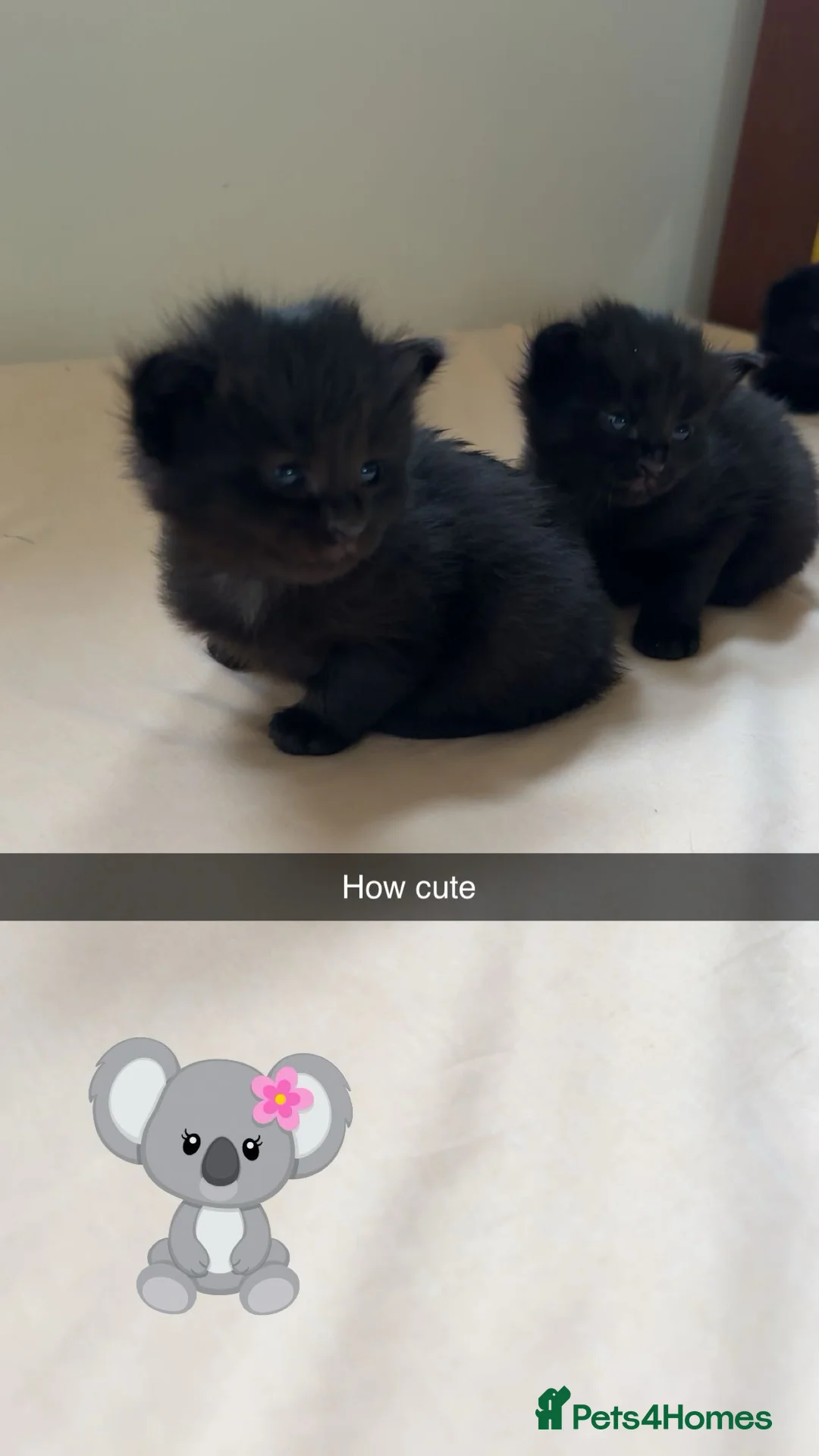 Mixed Breed cats for sale: Female cat for rehoming - Advert 8