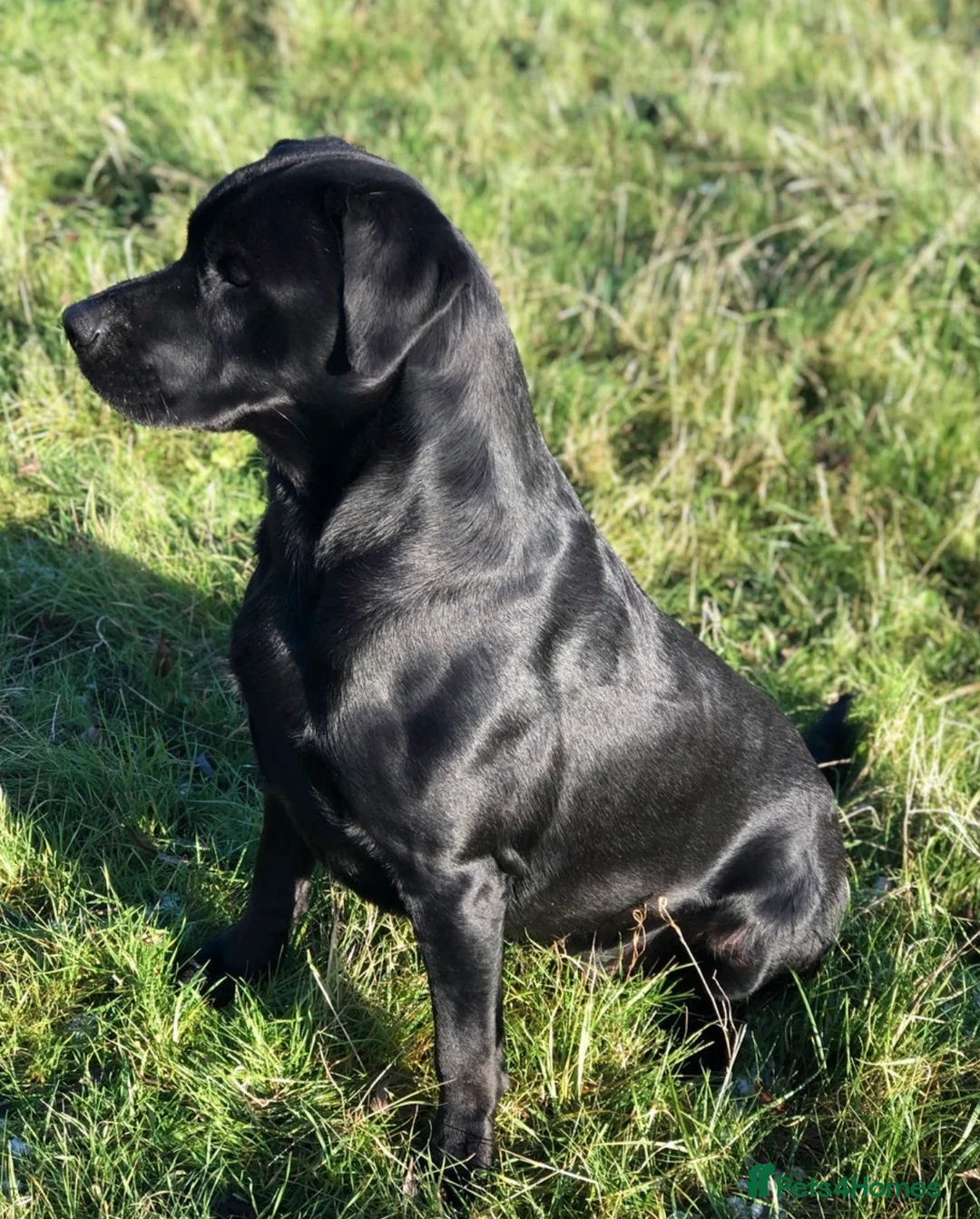 Labrador Retriever dogs for sale: Black & White/Cream Labrador Puppies Females  - Advert 4