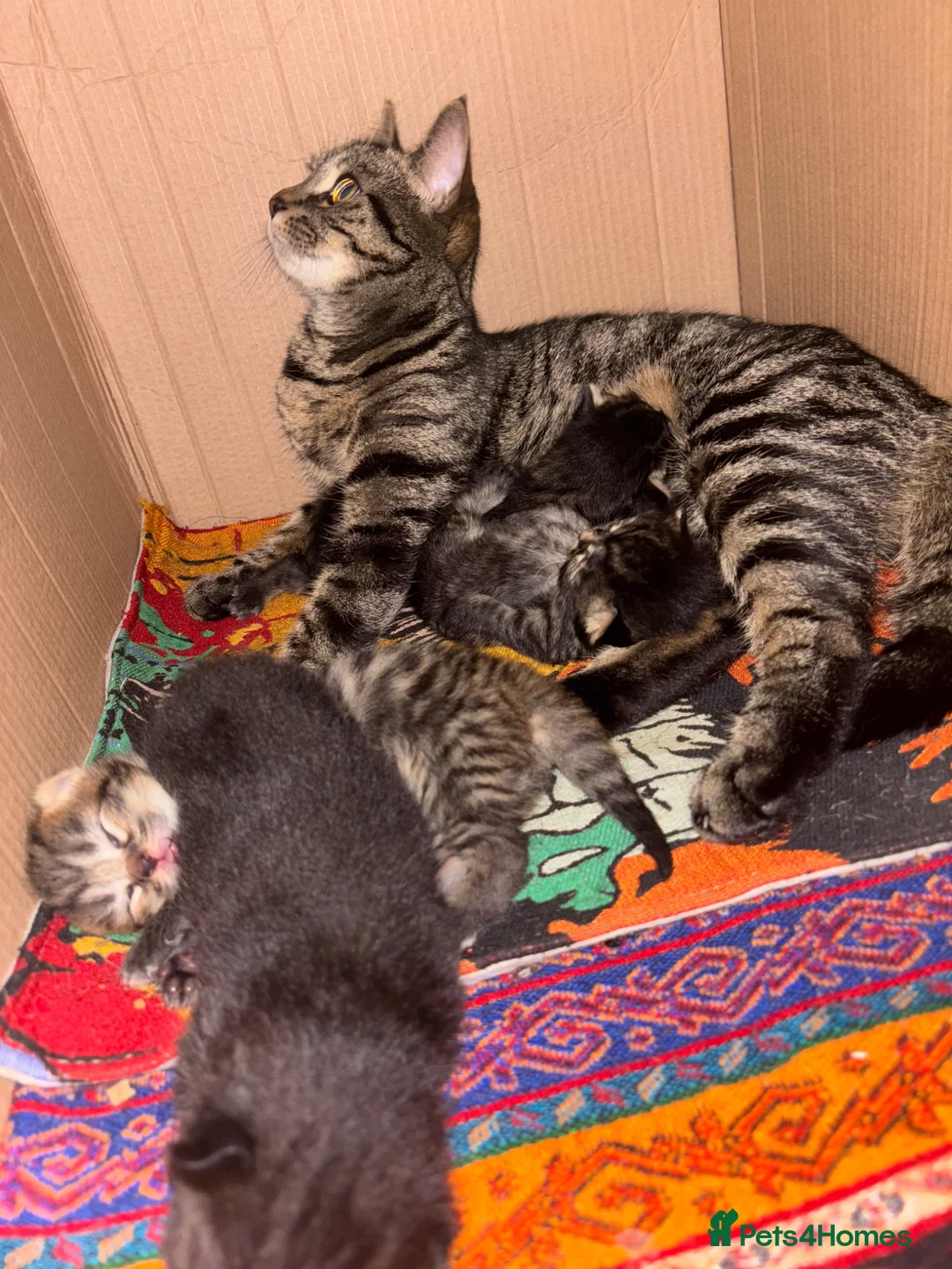 Domestic Shorthair cats for sale:  Tabby female cat with her four kittens for sale. - Advert 2