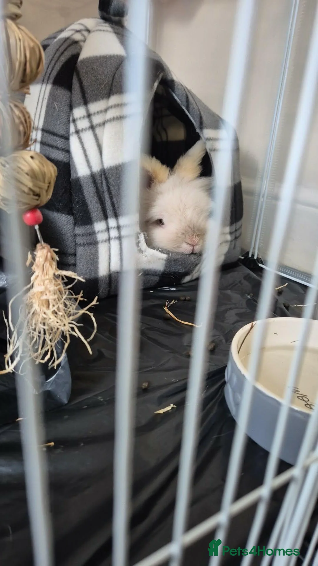 Mixed Breed rabbits for sale: Cute rabbits - Advert 4