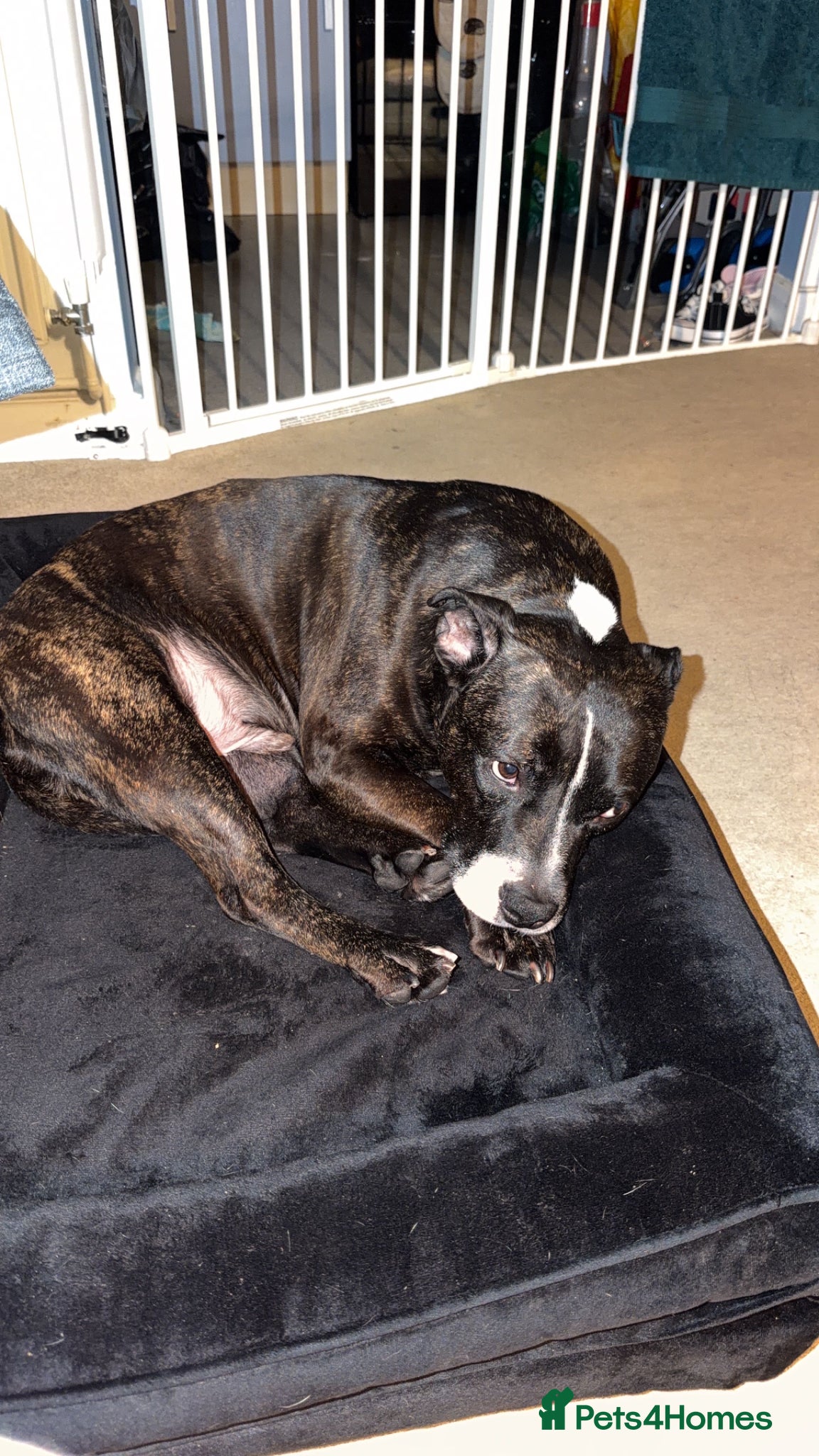 Staffordshire Bull Terrier dogs Rehome staffordshire  - Advert 6