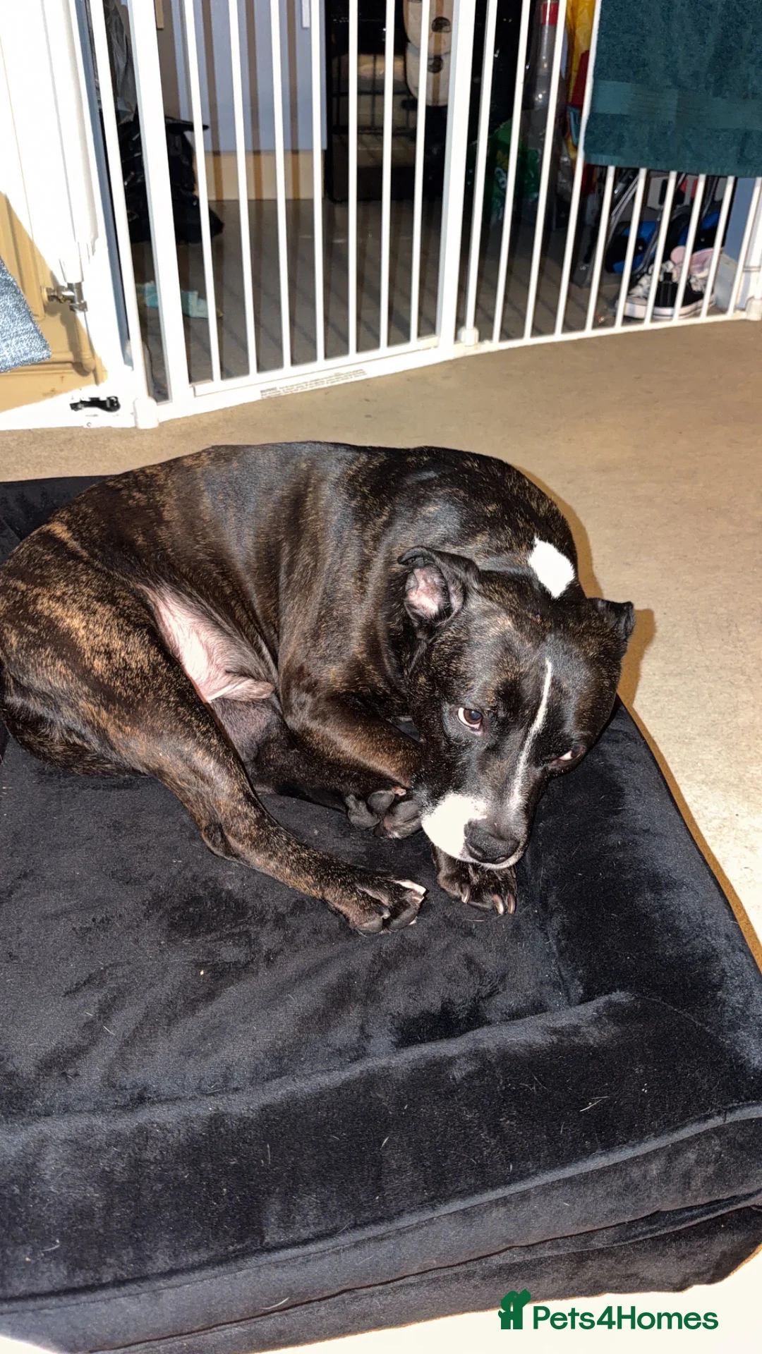 Staffordshire Bull Terrier dogs for sale: Rehome staffordshire  in Chelmsford - Advert 1