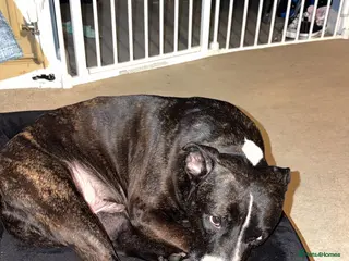 Staffordshire Bull Terrier dogs Rehome staffordshire - Advert 4