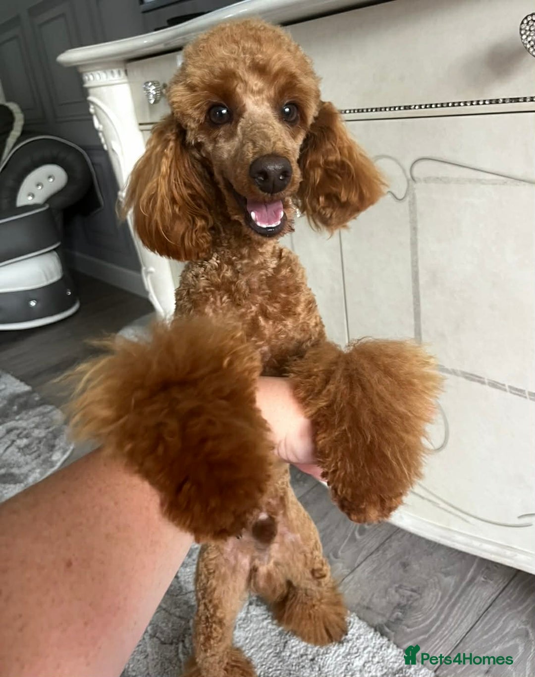 Cavapoo dogs for sale: F1 quality Cavapoos - Advert 14