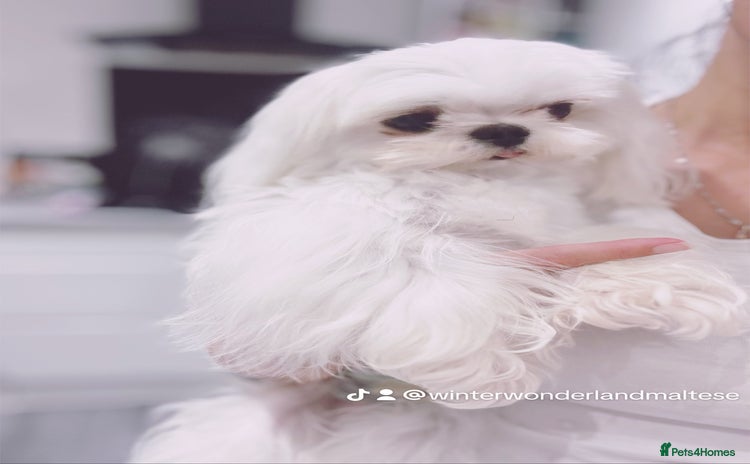 Maltese dogs - Advert 17