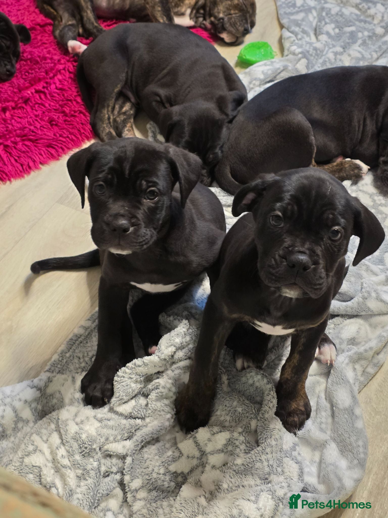 Mixed Breed dogs Cane corso cross American bulldog  - Advert 1