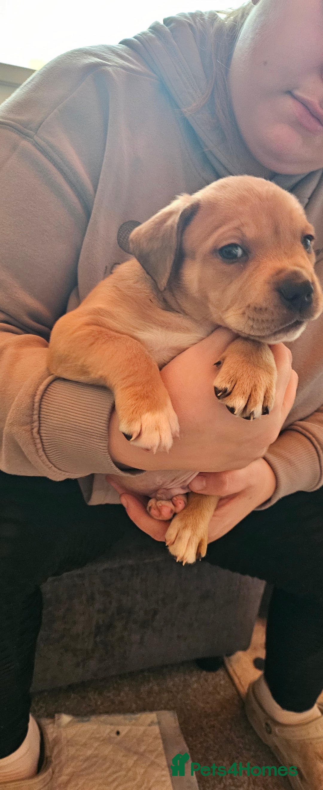 Mixed Breed dogs for sale: Puppies for sale - Advert 27