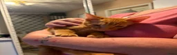 Mixed Breed cats for sale: Ginger beauty  - Advert 8