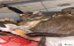 Degus rodents for sale: 3 male degus and cage for sale  - Image 1