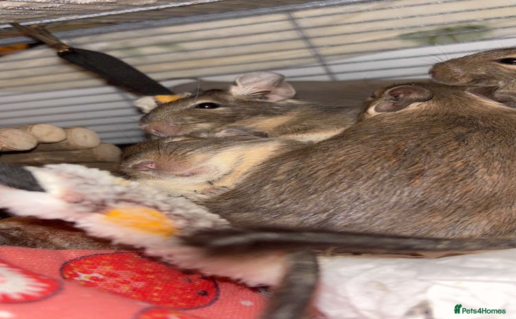 Degus rodents - Advert 2