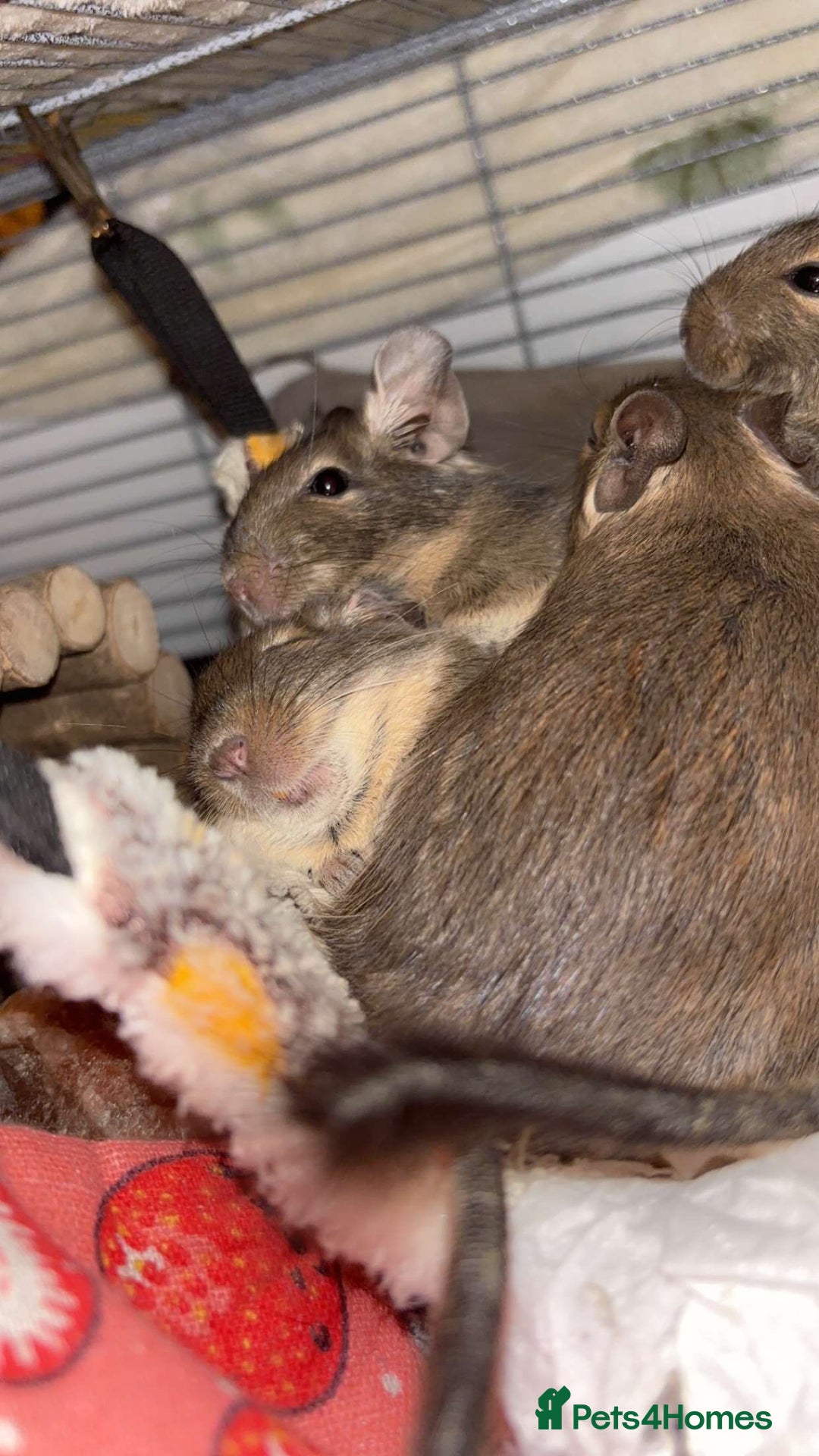 Degus rodents for sale: 3 male degus and cage for sale  - Image 1