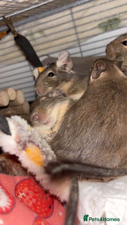 Degus rodents - Advert 1