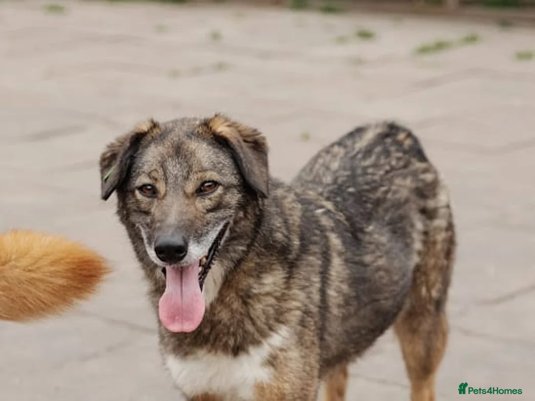 Mixed Breed dogs for adoption: ❤️Binky❤️3 yo smart&playful girl, medium knee size - Advert 9