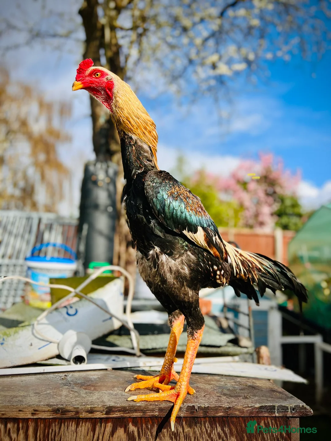 Chickens poultry for sale: Large Shamo Pair 3 months old (Aseel)  - Advert 4