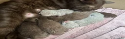 British Shorthair cats for sale: British shorthair kittens  - Advert 3