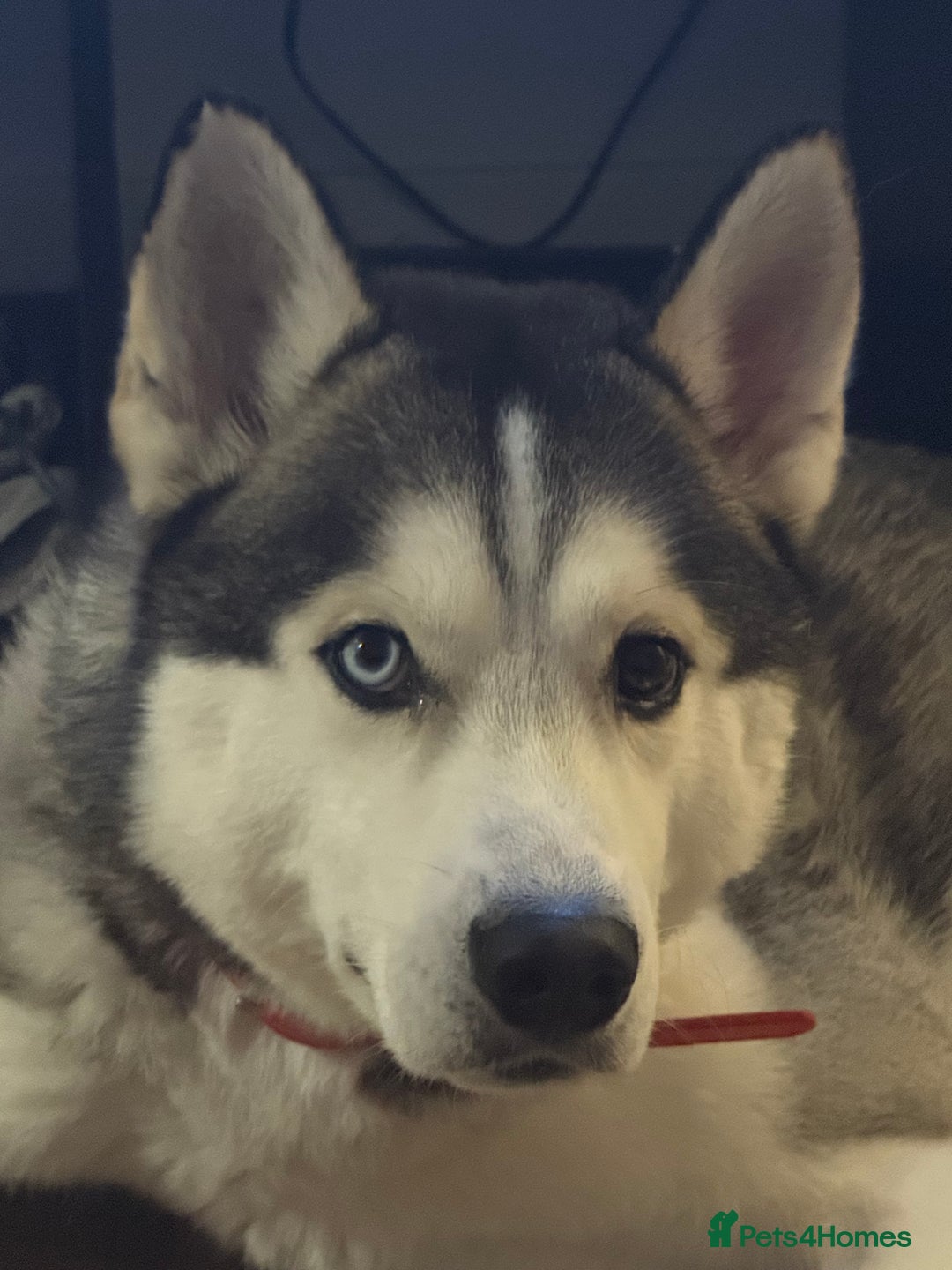 Siberian Husky dogs for stud: Siberian husky for stud  - Advert 4