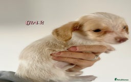 Miniature Dachshund dogs for sale: Longhaired piebald miniature dachshund pups  - Image 6