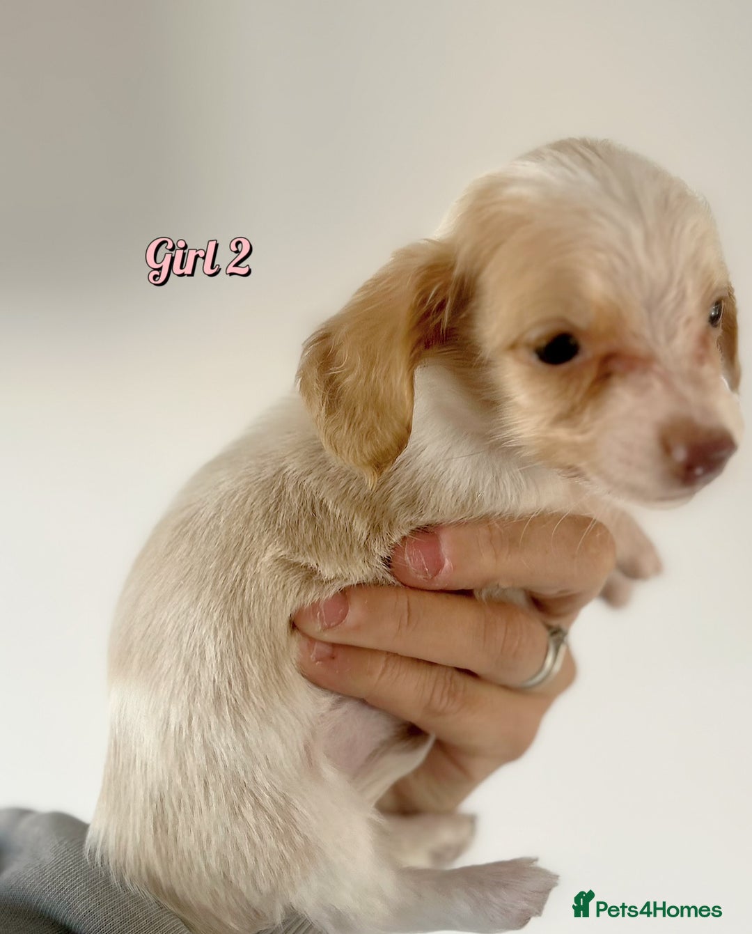 Miniature Dachshund dogs for sale: Longhaired piebald miniature dachshund pups  - Image 6