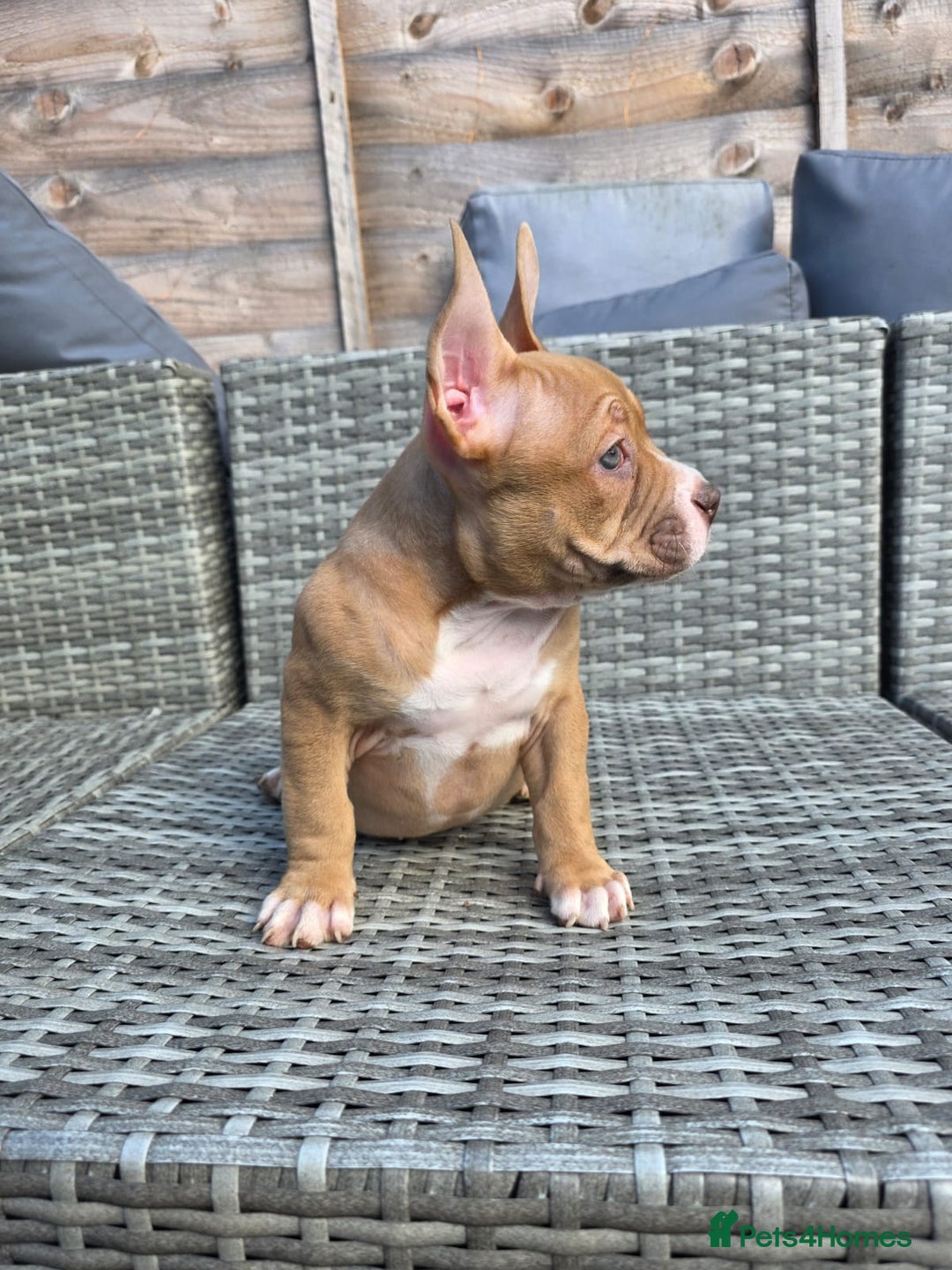 American Bully dogs for sale: 3 Stunning Correct Female Pocket Bullies  - Image 8