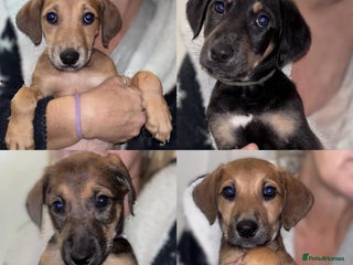 Mixed Breed dogs SalukiX⭐️ ONLY 4 Left ! READY TO GO - Advert 2
