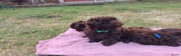 Havanese dogs for sale: Russian Tsvetnaya Bolonka 1 girls 2 boys  - Advert 4