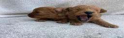 Cavapoo dogs for sale: F1 MVD Health Tested Cavapoo Puppies  - Advert 8