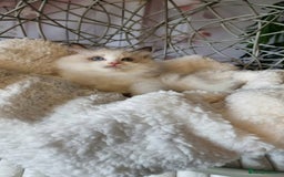Ragdoll cats for sale: Quality Tica reg Ragdoll kittens  - Image 6