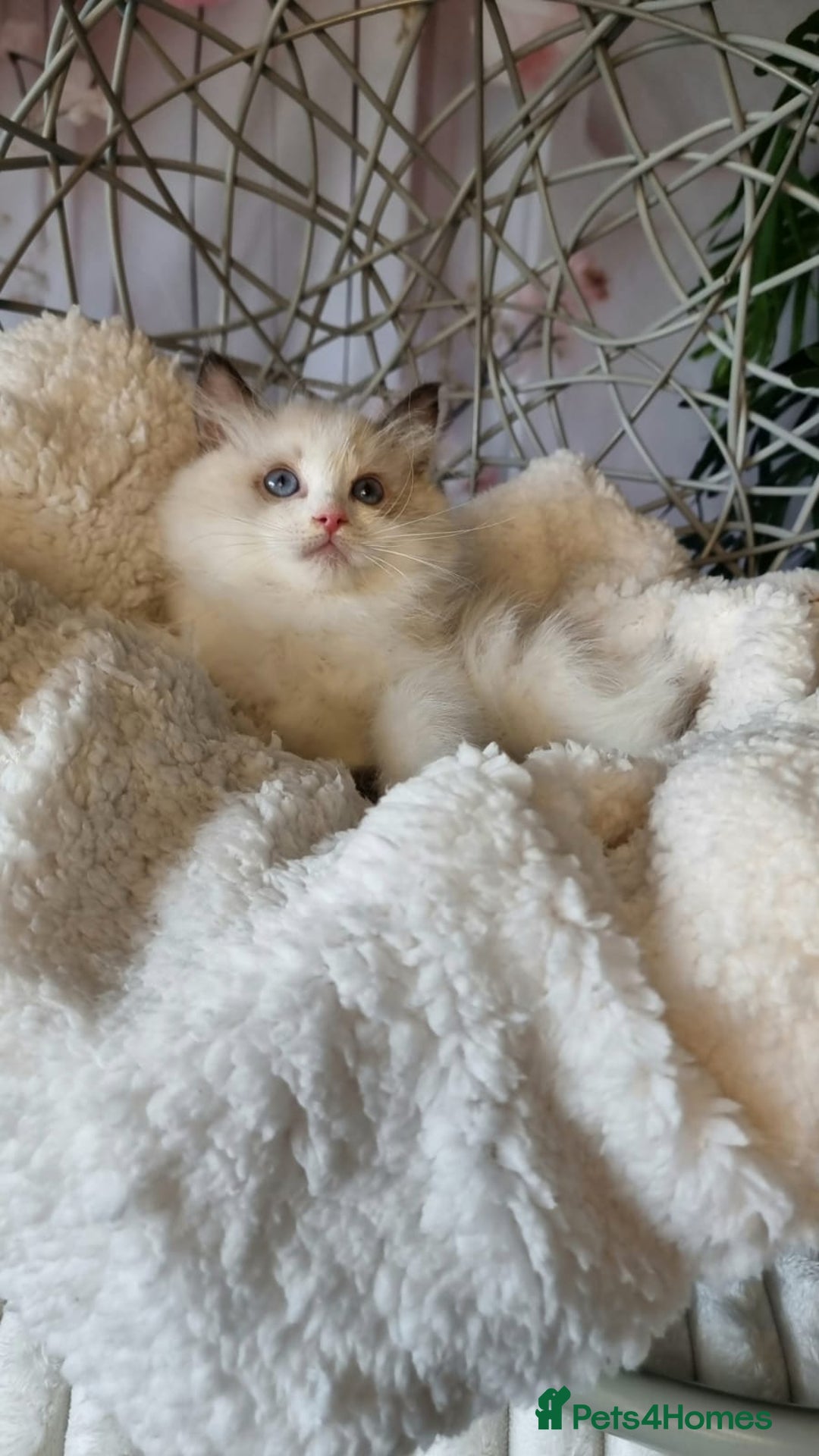 Ragdoll cats for sale: Quality Tica reg Ragdoll kittens  - Image 6