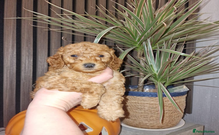 Cockapoo dogs - Advert 9