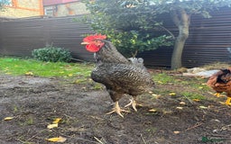 Chickens poultry for sale: For free urgent  - Advert 3
