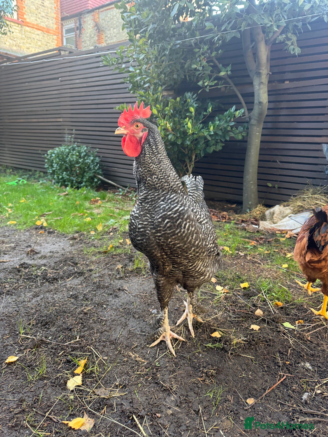 Chickens poultry for sale: For free urgent  - Advert 3