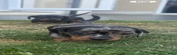 Miniature Dachshund dogs for sale: Beautiful Miniature Dachshunds - Advert 10