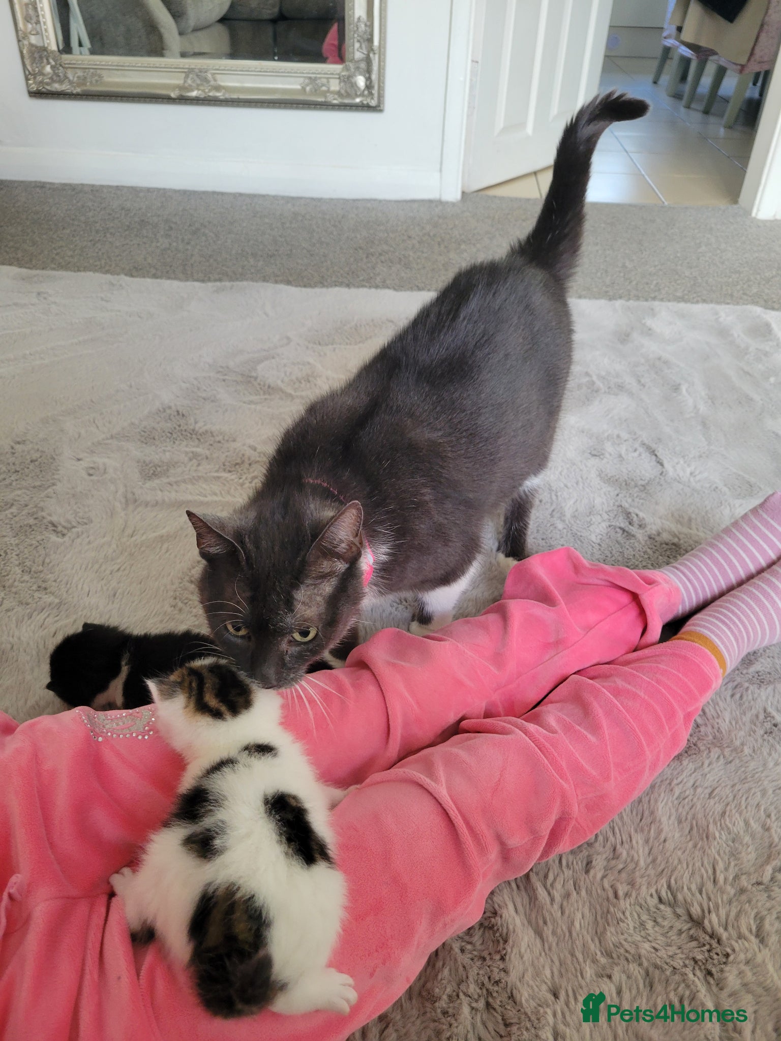 Mixed Breed cats Cross mainecoon kittens  - Advert 1