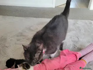 Mixed Breed cats Cross mainecoon kittens - Advert 1