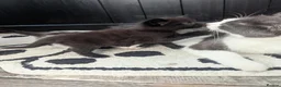 Mixed Breed cats for sale: 2 stunning black boys for sale  - Advert 3