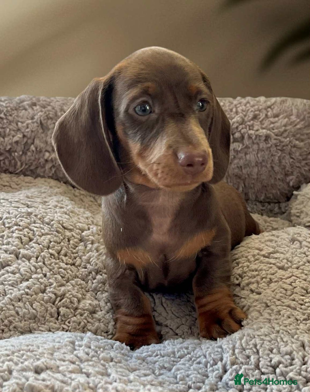 Dachshund dogs for sale: Miniature Dachshund puppies  - Advert 4