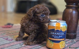 Toy Poodle dogs for sale: Full Asian girl - Image 1