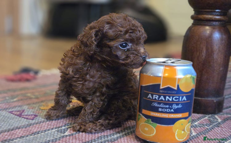 Toy Poodle dogs - Advert 14
