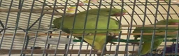 Ringnecks birds for sale: Female Indian ring neck parrot  in Harrogate - Advert 1