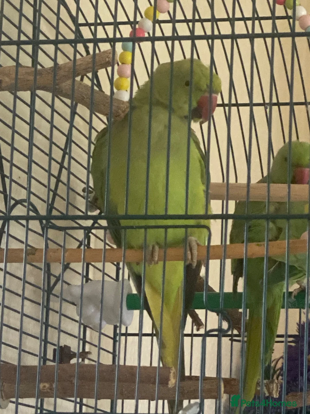 Ringnecks birds for sale: Female Indian ring neck parrot  in Harrogate - Advert 1