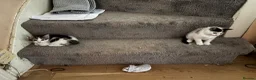 British Shorthair cats for sale: Ready to good home  - Advert 5
