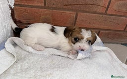 Mixed Breed dogs for sale: Jack Russel x Lucas Terrier Puppies - Image 10