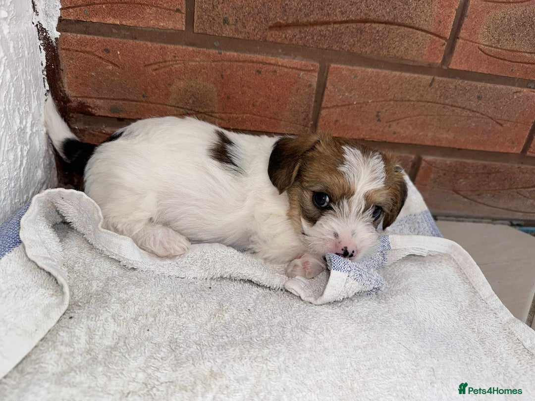 Mixed Breed dogs for sale: Jack Russel x Lucas Terrier Puppies - Image 10