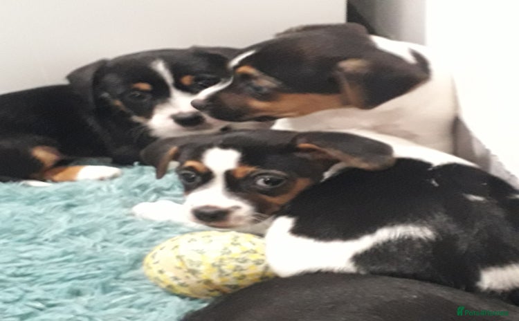 Jack Russell dogs - Advert 1