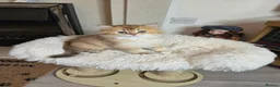 British Longhair cats for sale: British Longhair Kittens – Champion Lines ✨ - Advert 6