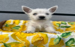West Highland Terrier dogs for sale: West highland terrier puppies  - Image 20