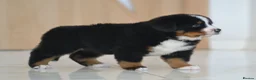 Bernese Mountain Dog dogs for sale: KC REGISTERED BERNEESE PUPPIES  - Advert 8