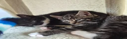 Mixed Breed cats for sale: Kittens  in Ipswich - Advert 7
